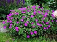 Bodziszek Krwisty Geranium Sadzonka P9