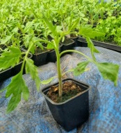 Sadzonka rozsada pomidor czarny Black Beauty