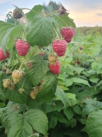 Sadzonki Maliny Jesiennej Czerwone 10 sztuk + GRATIS Bardzo Długo Owocujące