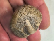 Skamieliny koralowce minerały