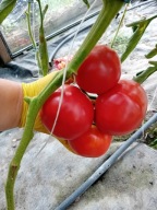 Pomidor Belgium Pink smak dawnych malinówek nasiona kolekcjonerskie