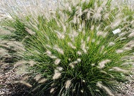 ROZPLENICA JAPOŃSKA "HAMELN" SADZONKA