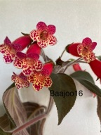 Kohleria multiflora - kłącze