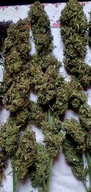Cannabis Sativa susz top 10g CBD CBG THC TIBOR konopia 100% Full spectrum