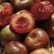 Śliwomorela Czerwonomiąższowa – Wyjątkowo Słodka i Aromatyczna