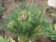 PIĘKNE BARWY Sosna górska 'Kokarde' Pinus mugo