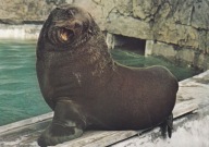 WROCŁAW - ZOO - KOTIK AFRYKAŃSKI