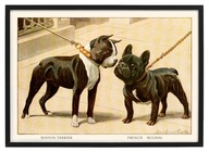 BULDOG FRANCUSKI i TERRIER, śliczny reprint, DWA PIESKI