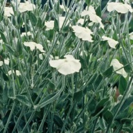 Firletka kwiecista biała duże sadzonki 5 szt.