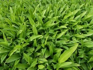 Czosnek Niedźwiedzi w doniczce ogrodowy jadalny ozdobny i wieloletni