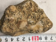 Skamieliny koralowce minerały