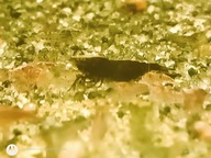 krewetki akwariowe tz. KUNDLE neocardina łatwe w hodowli cena za 10 sztuk