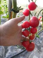 Pomidor De Barao Różowy wysoki do 4m do 3 kg z krzaka