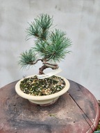 Sosna drobnokwiatowa pinus parviflora Aoi bonsai