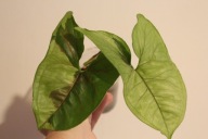 Syngonium Brown Lava - sadzonka