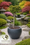 FANTASTYCZNY Cyprysik tępołuskowy 'Tonia' Chamaecyparis obtusa NA PNIU C7