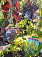 Wierzba Hakuro Iwa Integra Róża Grab Buk Śliwa Lilak Karagana na pniu