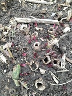 Rożnik przerośnięty sadzonka XXL 2-3 letnia -1szt