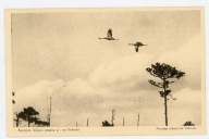 ŻURAWIE NA POLESIU - PRZYRODA POLSKA