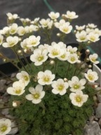 Skalnica - Saxifraga pubescens ssp. iratiana