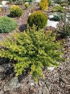 Ostrokrzew Golden Gem C2 20-30cm