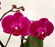 PHALENOPSIS storczyk multiflora morelia 3