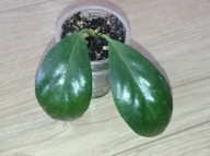 Hoya Hoja OBSCURA ukorzeniona