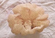 Luffa DUŻA gąbka myjka do ciała Loofah NATURALNA