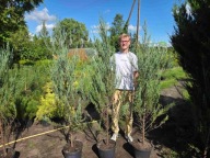 Jałowiec blue arrow 175cm