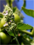 Kocimiętka właściwa sadzonki 20 szt wieloletnia dla kota miododajna po 1 zł