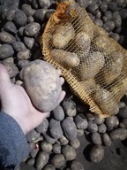 Ziemniaki 5 kg prosto od rolnika polskiego bardzo smaczne na frytki