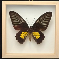 Motyl w gablotce Troides Rhadamantus