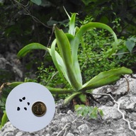 Agave vilmoriniana – agawa ośmiornica –7°C | 10 NASION + instrukcja