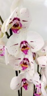 PHALENOPSIS storczyk 1.05