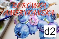 BANER SPRZEDAŻ BORÓWKI BORÓWKA 120X80 d2