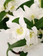 Dendrobium nobile storczyk APOLLO 2