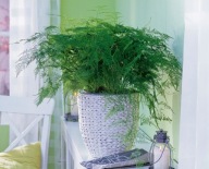 Asparagus setaceus szparag pierzasty SADZONKA 35 cm