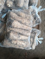 Pietruszka gruba nie myta prosto z gospodarstwa od rolnika