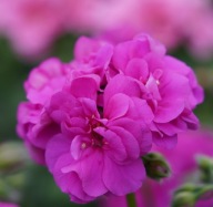 Pelargonia PEŁNA ZWISAJĄCA peltatum Royal Blue