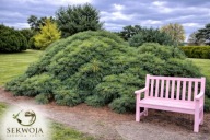 BARDZO UNIKATOWA Sosna wejmutka 'Shaggy Dog' Pinus strobus C5