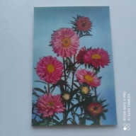 POCZTÓWKA TRÓJWYMIAROWA KWIAT CHRYZANTEMA