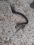 Audi A8 D4 4H0827300D zawias PRAWY klapy BAGAZNIKA