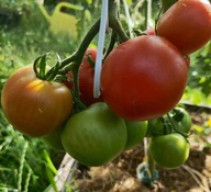 Pomidor Matina (277) nasiona kolekcjonerskie