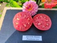 Pomidor Gigantella Russian pyszna malinówka nasiona kolekcjonerskie