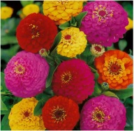 CYNIA DALIA MIX KOLORY PEŁNE KWIATY SADZONKI 50 SZTUK Z GOŁYM KORZENIEM