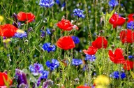 Kwietna Łąka kwiaty jednorocz. byliny 100% kwiatów
