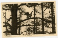 GŁUSZEC NA POLESIU - PRZYRODA POLSKA