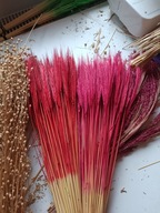 Żyto czerwone naturalne suszone zboże susz kwiaty kompozycje