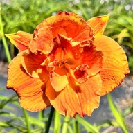 Liliowiec Pomarańczowy 'Mary Brown' W DONICZCE 2L (Hemerocallis) P13