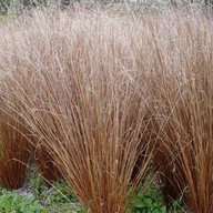 Turzyca Buchanana Red Rooster P9